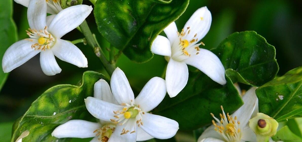 A Neroli segít eltávolítani a pókvénákat